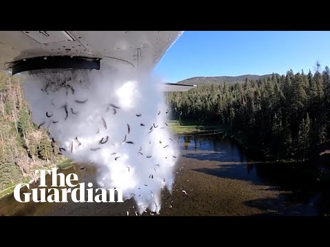 Flying fish: video shows Utah wildlife agency restocking lake by plane