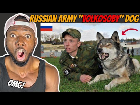 VOLKOSOBY - RUSSIA'S POWERFUL & SECRET WOLF DOGS