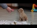 Maltipoo dogs for sale: Bonnie - Video 1