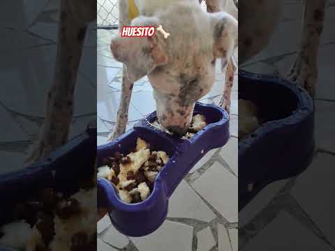 Seguimiento de Huesito🦴Rescatado hace varios días en Arboletes Antioquia