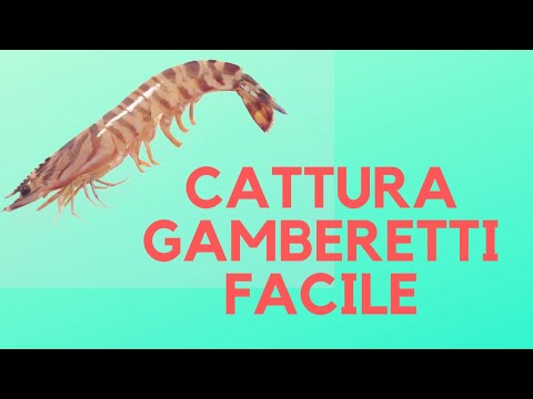 Da quello che il cucciolo può avere vermi a Come definire vermi in polmoni