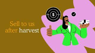Kingy Africa limited Company
