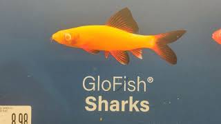 All fishes at the Pet Supplies Plus