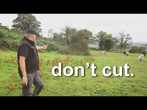 Why You Shouldn't Cut a FAIRY TREE - Irish Folklore