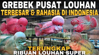 Download lagu Grebek Pabrik Ikan Louhan TERSEMBUNYI dan TERBESAR di Indonesia mp3 Download lagu Grebek Pabrik Ikan Louhan TERSEMBUNYI dan TERBESAR di Indonesia mp3