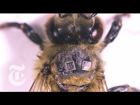 Rise of the Worker Bees | ScienceTake | The New York Times