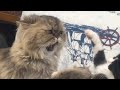 Cute Indoor Persian Cat Fights With Outdoor Tuxedo Cat 🫶