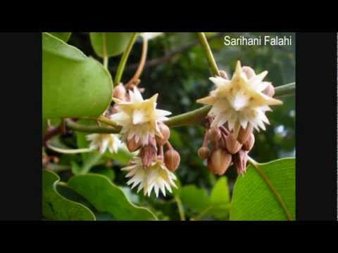 BUNGA TANJUNG - EDDY SILITONGA