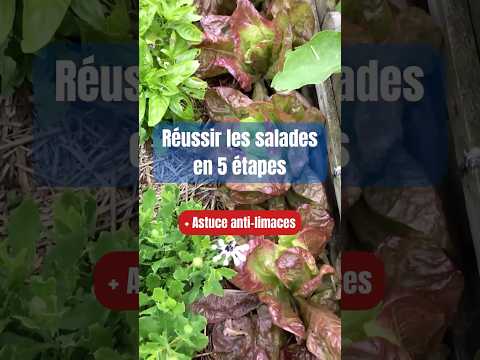 5 Steps to Perfect Salads + Slug Control Trick