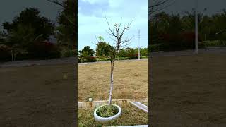  Residential Plot for Sale in Belavadi, Mysore