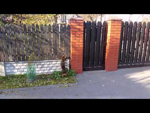 Jamnik vs kot / Dachshund vs cat