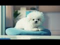 Godrej Ninja Dr Dogg Tamil 20s