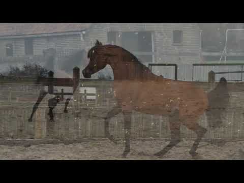 Arabian Horse Magazine - Emperor KA