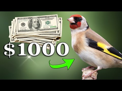 $1000 GOLDFINCH - The Best 12h Training Song EVER ?