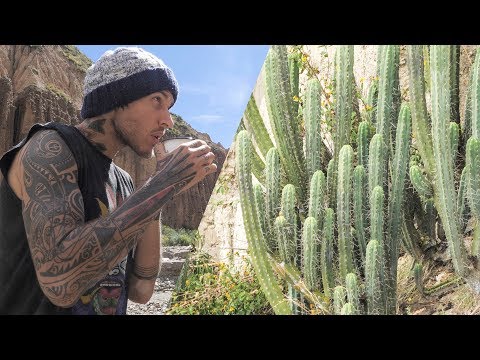 San Pedro: El Cactus Sagrado