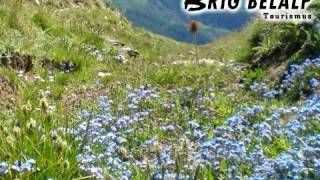 preview picture of video 'Alpenflora (brig-belalp.ch)'