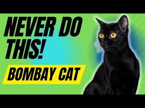 6 Things You Must Never Do With Your Bombay Cat