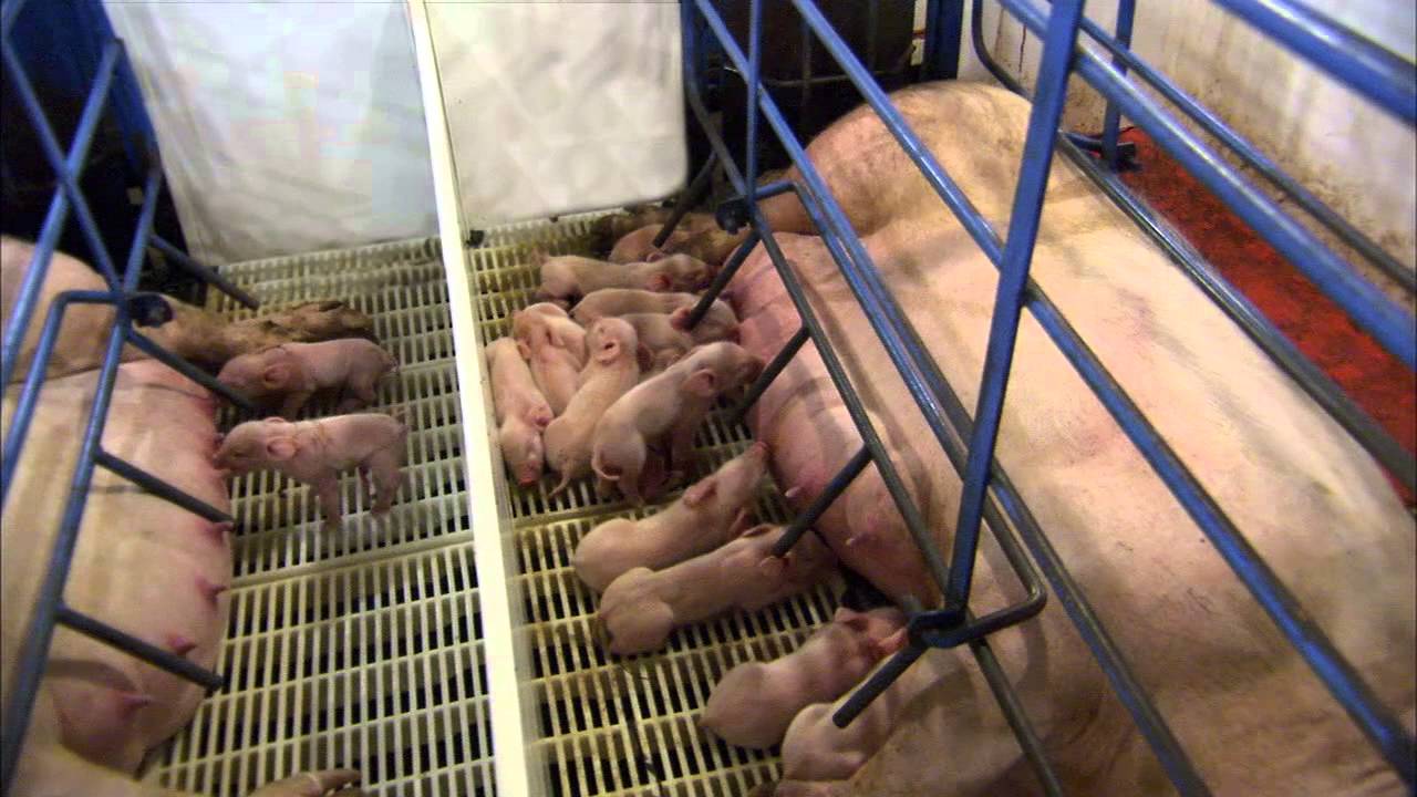 The Birthing Process of a Piglet
