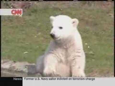 Polar Bear Knut on CNN and Prosieben - Eisbär Knut