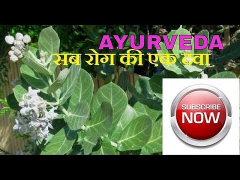 calotropis gigantea plant uses in ayurveda/आक के लाभ/आक के चमत्कारी गुण/indian ayurveda channel Video