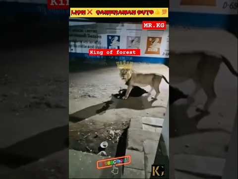 🦁 Midnight Lion come in the village street#lion#gujarat#india #animals#wildlife #shorts #trending