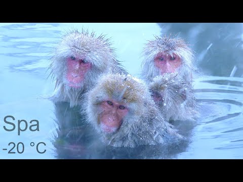 Minuto Relaxar - Spa dos Macacos e Música Relaxante