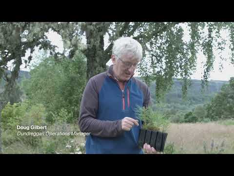 Doug Gilbert on how to identify Scots pine | Trees for Life