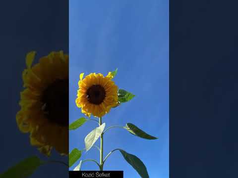 Budi zadovoljan Allahovom dz.š. odredbom..✨