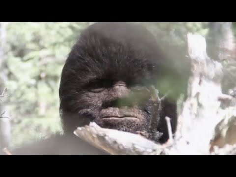 We Finally Know The Bizarre And True Story Behind Bigfoot