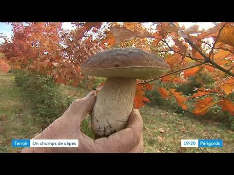 Un élevage de cèpes à Champs-Romain