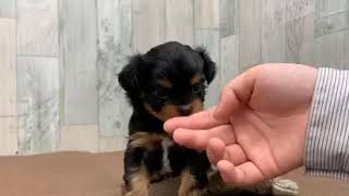 ハーフ犬の動画01