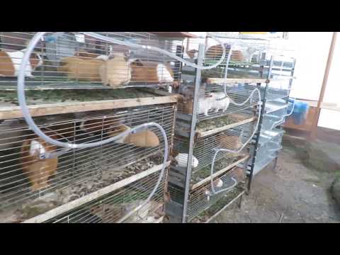 Jaulas para Cuyes y conejos - Fabricación y venta  Facebook Cuy Victorino Perú 919290245