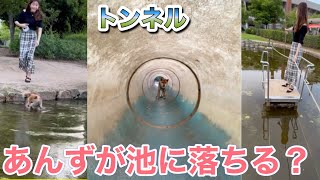 あんずが池に落ちる！あんずの大冒険！それはいい経験！