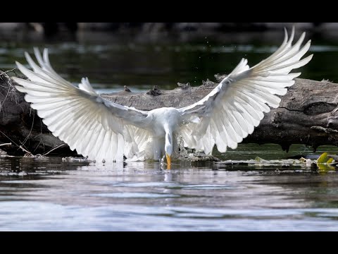 Édesanyánkkal édesapánkkal kapcsolatos ellenállásaink holisztikus elengedés gyakorlat