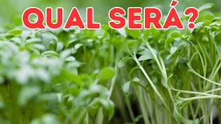 Agrião é eleita a verdura mais saudável do mundo