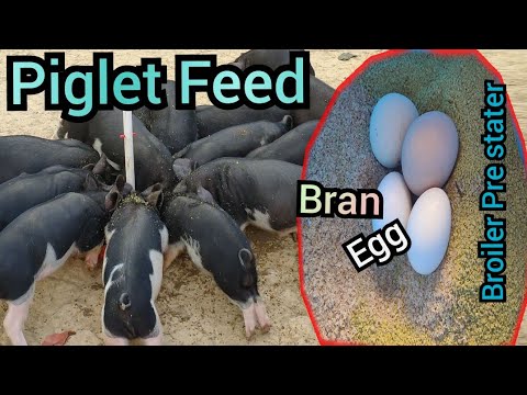Piglet feed making । Piglet feed formula