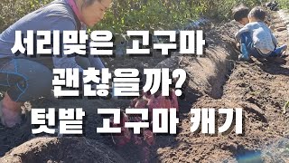 [시골일상 브이로그] 서리맞은 고구마 괜찮을까? 텃밭 고구마 캐기. 늧어서 미안하네. 못생겨도 맛있게 먹어줄…