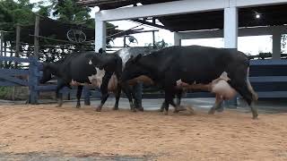 Vídeo 102 - 1ª ETAPA MEGA LIQUIDAÇÃO TOTAL AGROPECUÁRIA MARAJOARA - DIA 4 | GADO GIROLANDO E HOLANDÊS