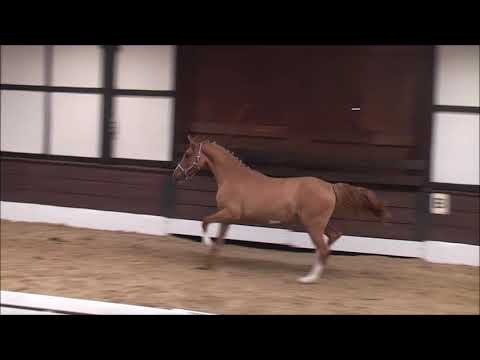 PAV VANITY FAIR 2j. v. Szenario - Nemax ONLINE-AUKTION