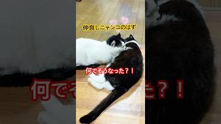 it's a cat.猫です！猫の性格を疑う瞬間#ねこのいる生活 #保護猫 #猫のいる暮らし #多頭飼#shortvideo #comedy #battle #cute #animals