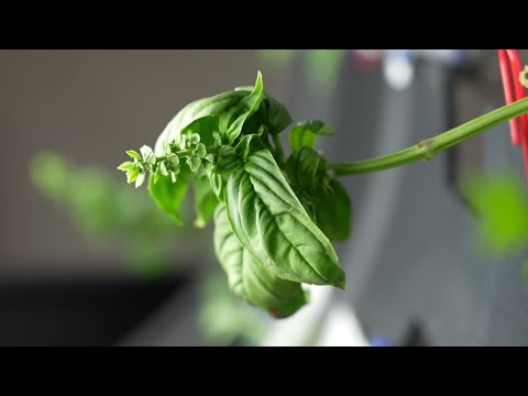 Plants in Space