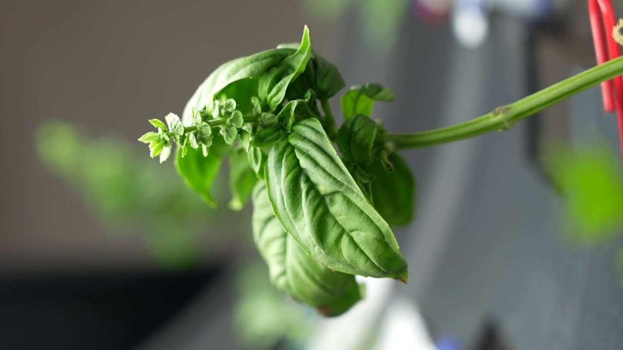 Plants in Space