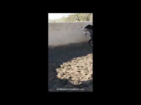 Letrado 20251220 www.andalusianhorsedirect.com