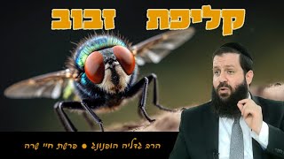 🪰קליפת זבוב - רעיון נפלא לפרשת חיי שרה | הרב גדליה הופנונג -השיעור הכתוב בתיאור👇 (ארגון קול הלשון) - התמונה מוצגת ישירות מתוך אתר האינטרנט יוטיוב. זכויות היוצרים בתמונה שייכות ליוצרה. קישור קרדיט למקור התוכן נמצא בתוך דף הסרטון