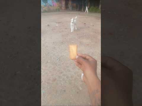 #puppy #dog #dogshorts #youtubeshorts #dogvideos #doglover#shorts #shortsfeed #animals #halp