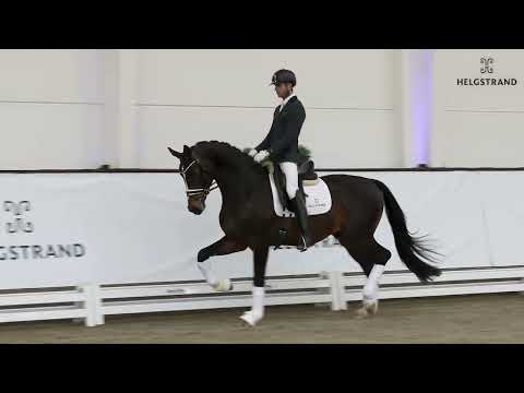 Geronimo G by Glamourdale / Escolar - stallion born 2019 (ENG)