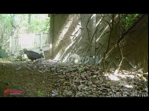 More Vulture Baby Videos - Feeding Time