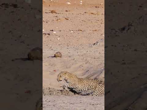 Leopard Walks Right into a Lion