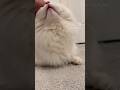 The King Screams For Attention Cats Scream Catvideos Cat Funnyvideos Catlovers