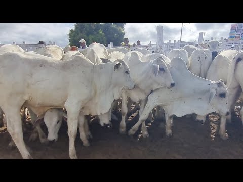 Feira de gado em jupi-Pe 30-11-2025 bezerrada extra de luxo 